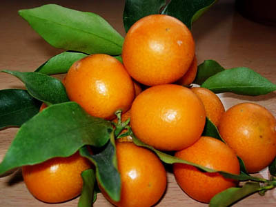 ���L(zh��ng)̶���p���~��Ʒ���